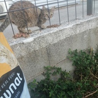 photo de livraison pour L'Ecole du Chat Istreen