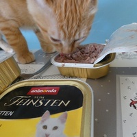 photo de livraison pour Jardin des Chats