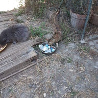 photo de livraison pour Les chats Port-Saint-Louisiens