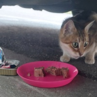 photo de livraison pour Les Mimichats