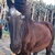photo animal