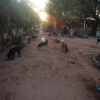 photo de livraison pour Help Adopt Moroccan Animals