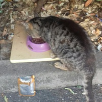 photo de livraison pour Chats Maux