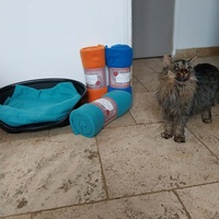 photo de livraison pour Clan du chat libre