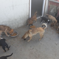 photo de livraison pour Associtia Axi Hope Romania