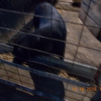 photo de livraison pour Pro Animals Finland ry