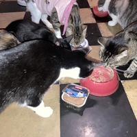 photo de livraison pour Association C.A.T.S. Chat Animal Terrien Solidarité
