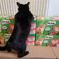 photo de livraison pour Chatons de l'Espoir