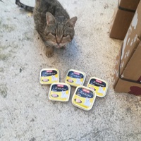photo de livraison pour Les Chats libres de Calvisson