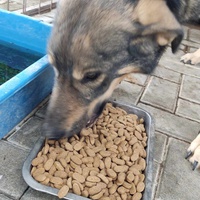 photo de livraison pour Civic Initiative Kane Korzo Skopje