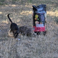 photo de livraison pour Bien vivre avec les Chats Sallélois