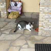 photo de livraison pour Les Chats de la Tour