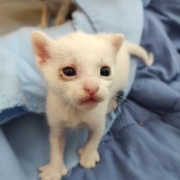 photo de livraison pour Chacun son chat