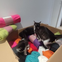 photo de livraison pour Chiens, Chats et Cie