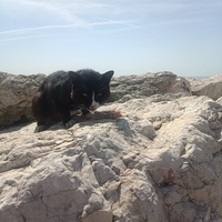 photo de livraison pour Protect Cat