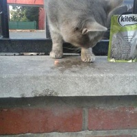 photo de livraison pour Ecole du Chat de Roubaix