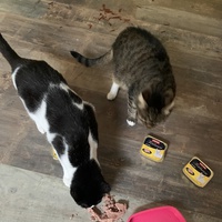 photo de livraison pour Association des Chats Camarguais