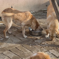 photo de livraison pour Azil Bella