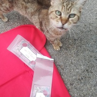 photo de livraison pour Les Chats libres de Calvisson