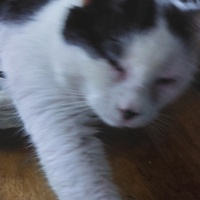 photo de livraison pour Les Chats de Cooper