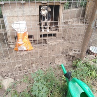 photo de livraison pour Friends for second hand paws vzw