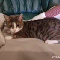 photo de livraison pour Les chats de l'Indifférence