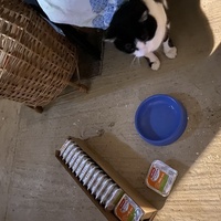 photo de livraison pour Les Chats de Condom 32