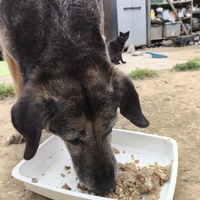 photo de livraison pour Chats Libres de Béziers