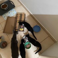 photo de livraison pour Collectif Sauvetage Chatons