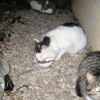 photo de livraison pour Les Chats Pitres de Saint-Paul