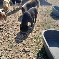 photo de livraison pour Happy Shelter Skopje