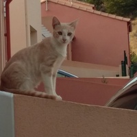 photo de livraison pour Chats cerbériens