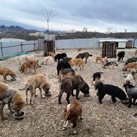 photo de livraison pour Happy Shelter Skopje