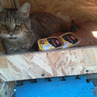photo de livraison pour Les Chats libres de Calvisson