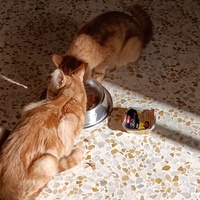 photo de livraison pour Cat Miaou