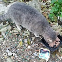 photo de livraison pour Les Chats-Pitresdelavi-Ste