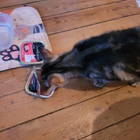 photo de livraison pour Les Chats libres de Fleurance