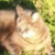 photo animal