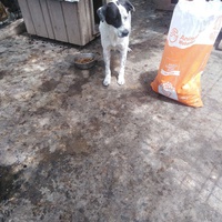 photo de livraison pour Friends for second hand paws vzw