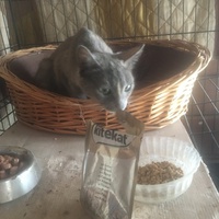 photo de livraison pour Association des Chats Camarguais