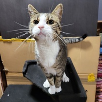 photo de livraison pour Chat de Gout'hier sans Toit