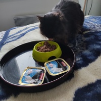 photo de livraison pour Ecole du Chat de Poitiers 