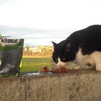 photo de livraison pour L'Ecole du Chat Istreen