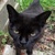 photo animal