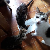 photo de livraison pour Une vie, Un chat