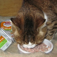 photo de livraison pour Au Bonheur des Chats Libres