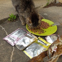 photo de livraison pour Les Chats Libres de la Canterrane