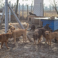 photo de livraison pour Azil Bella