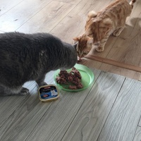 photo de livraison pour NAE-NUTTI - Les chats de la maison brûlée