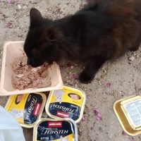 photo de livraison pour Les Chats-Pitresdelavi-Ste